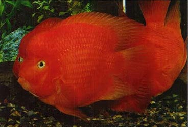 King Kong Yuan Bao Parrot Cichlid (Cichlasoma sp)