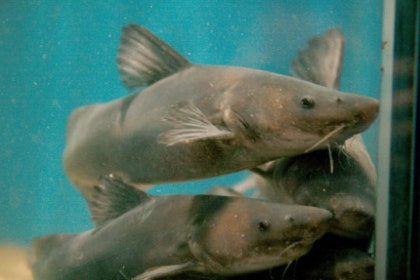 Chinese Longnose / Sharpnose Shark Catfish (Leiocassis longirostris)