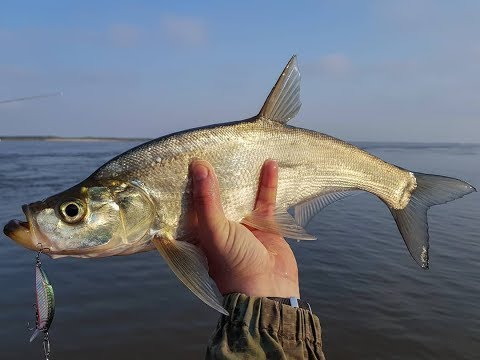 Predatory Carp (Chanodichthys erythropterus)