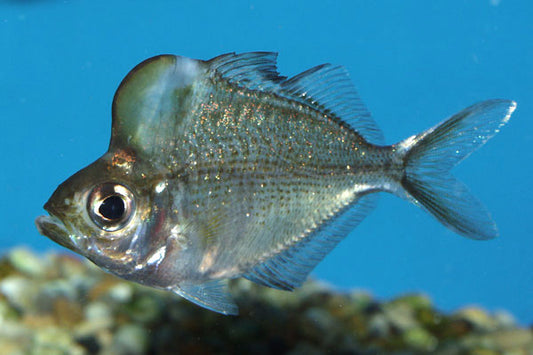 Humphead Glassfish (Parambassis pulcinella)