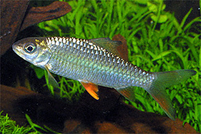 Jerdoni's Barb (Hypsibarbus jerdoni)