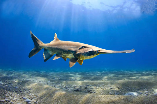Paddlefish (Polyodon spathula)