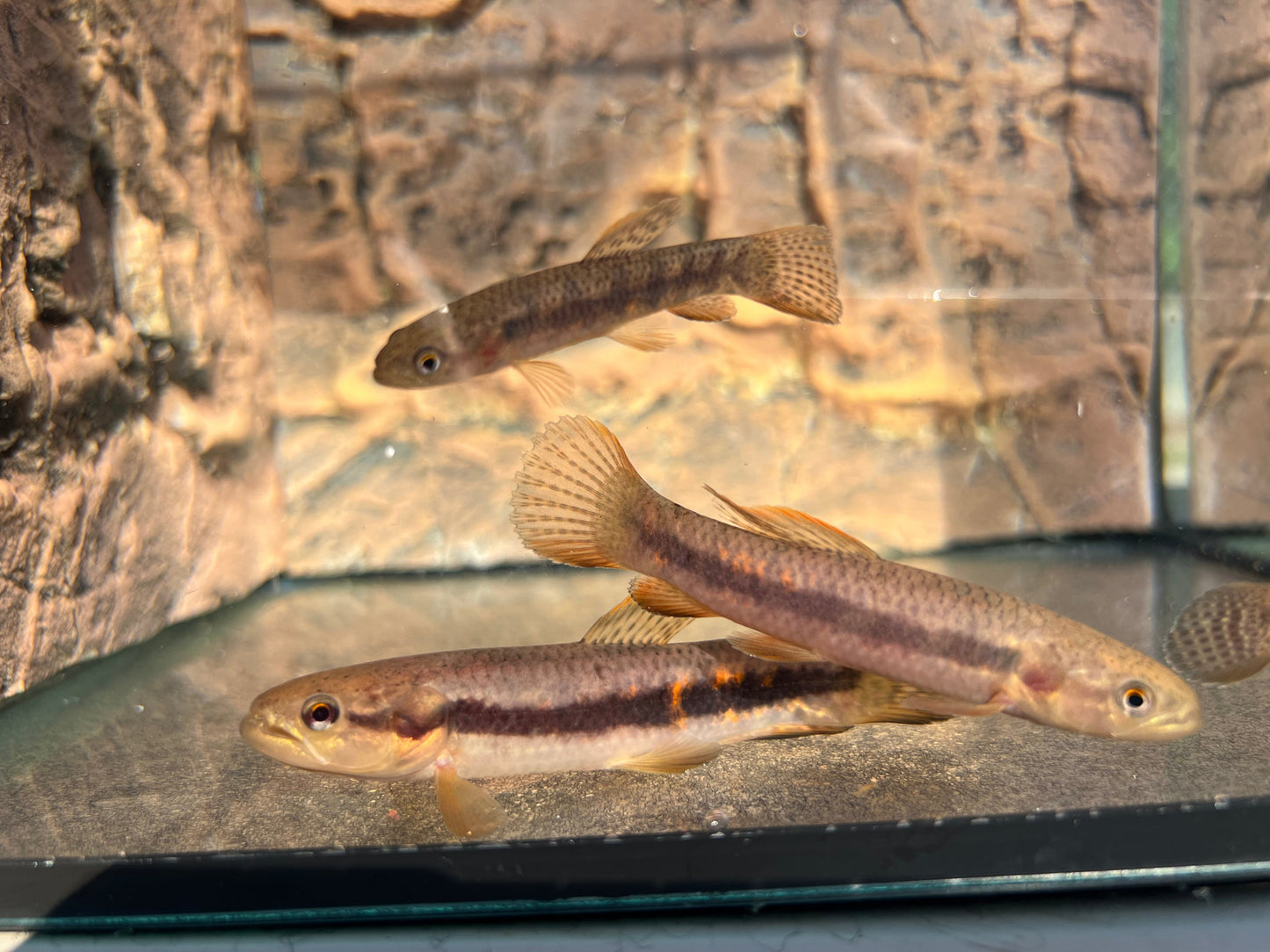 Red Rainbow Wolf Fish (Erythrinus erythrinus)