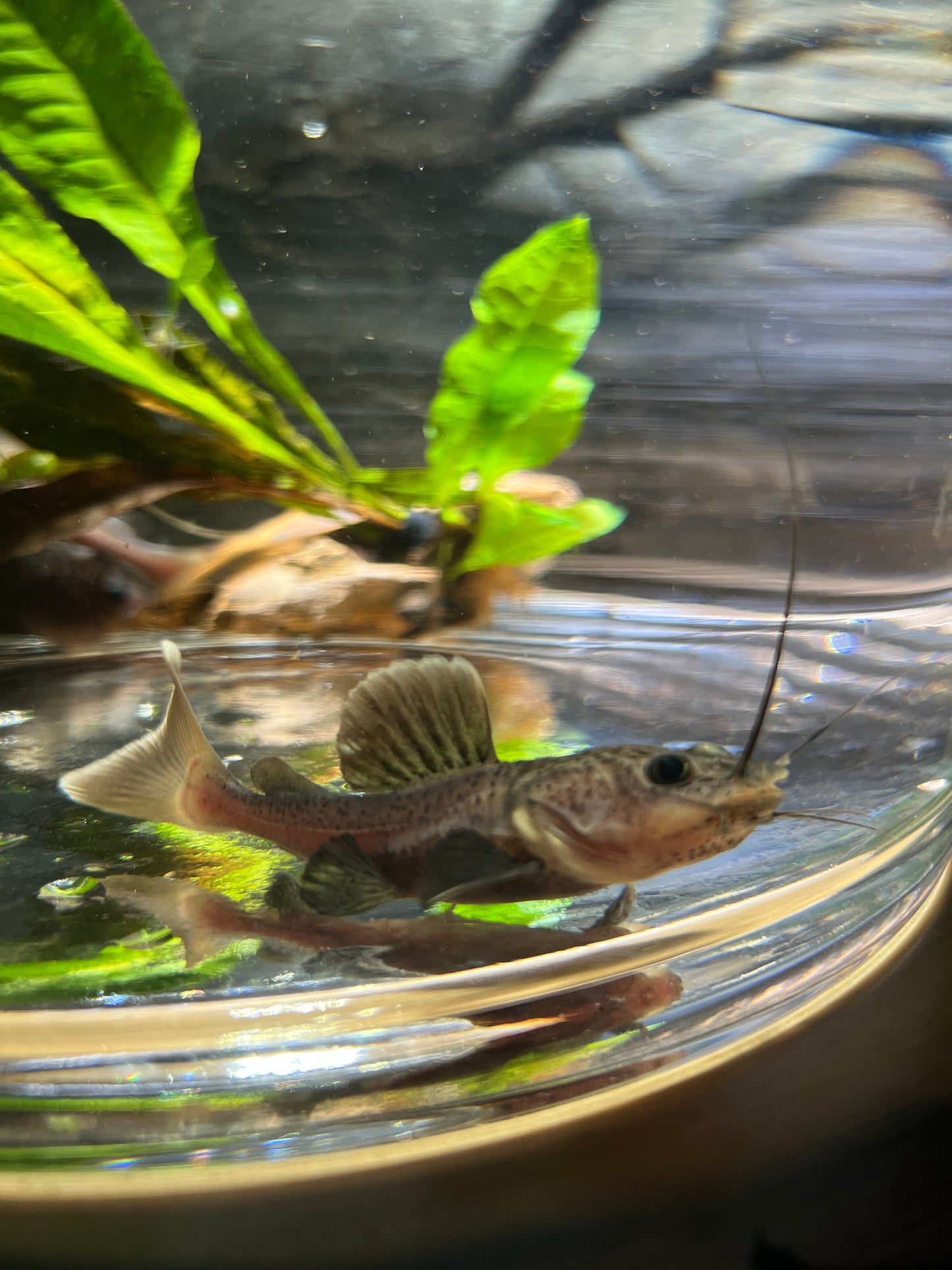 Melanistic Black Panda Redtail Catfish (Phractocephalus hemioliopterus)