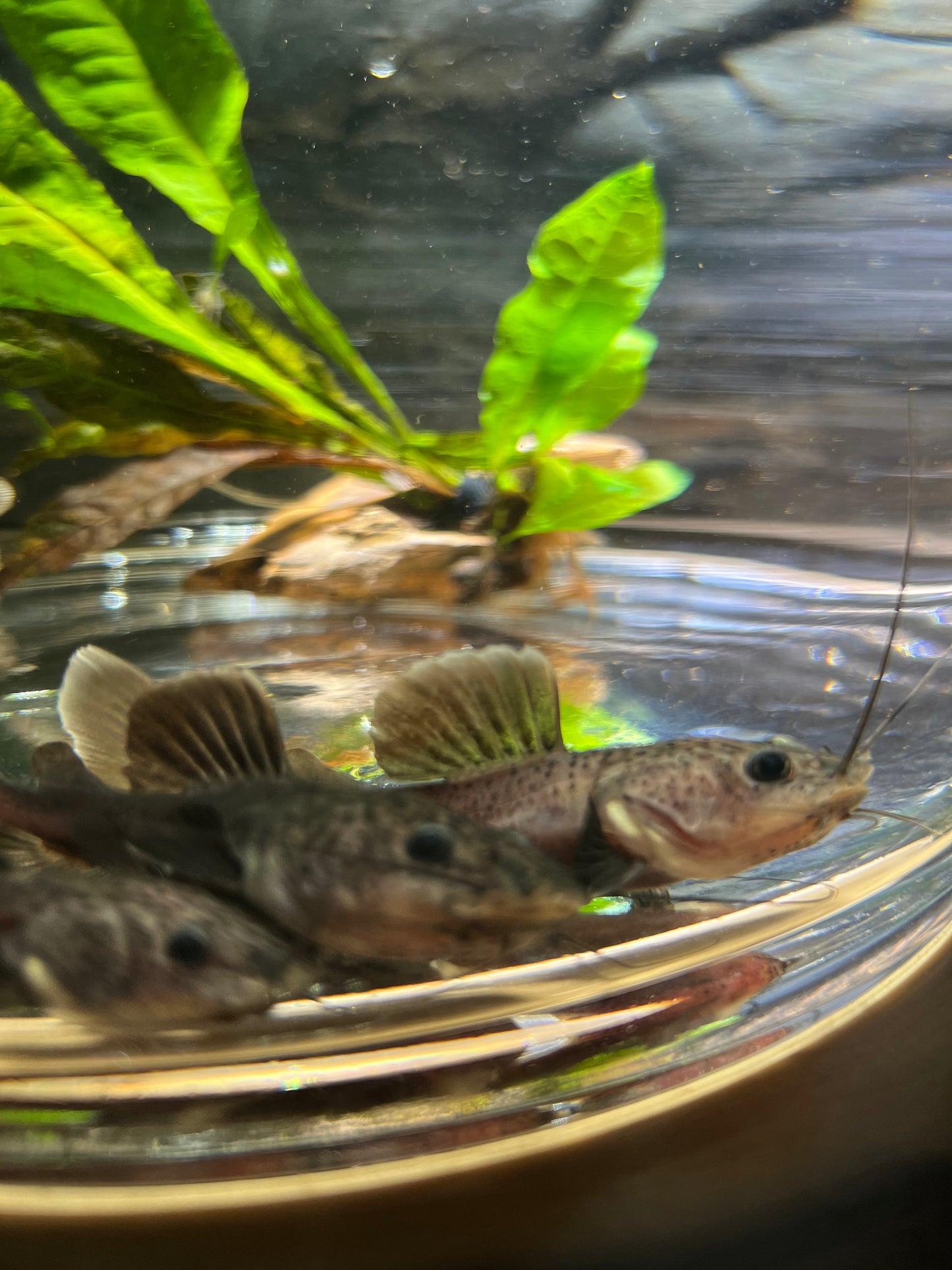 Melanistic Black Panda Redtail Catfish (Phractocephalus hemioliopterus)