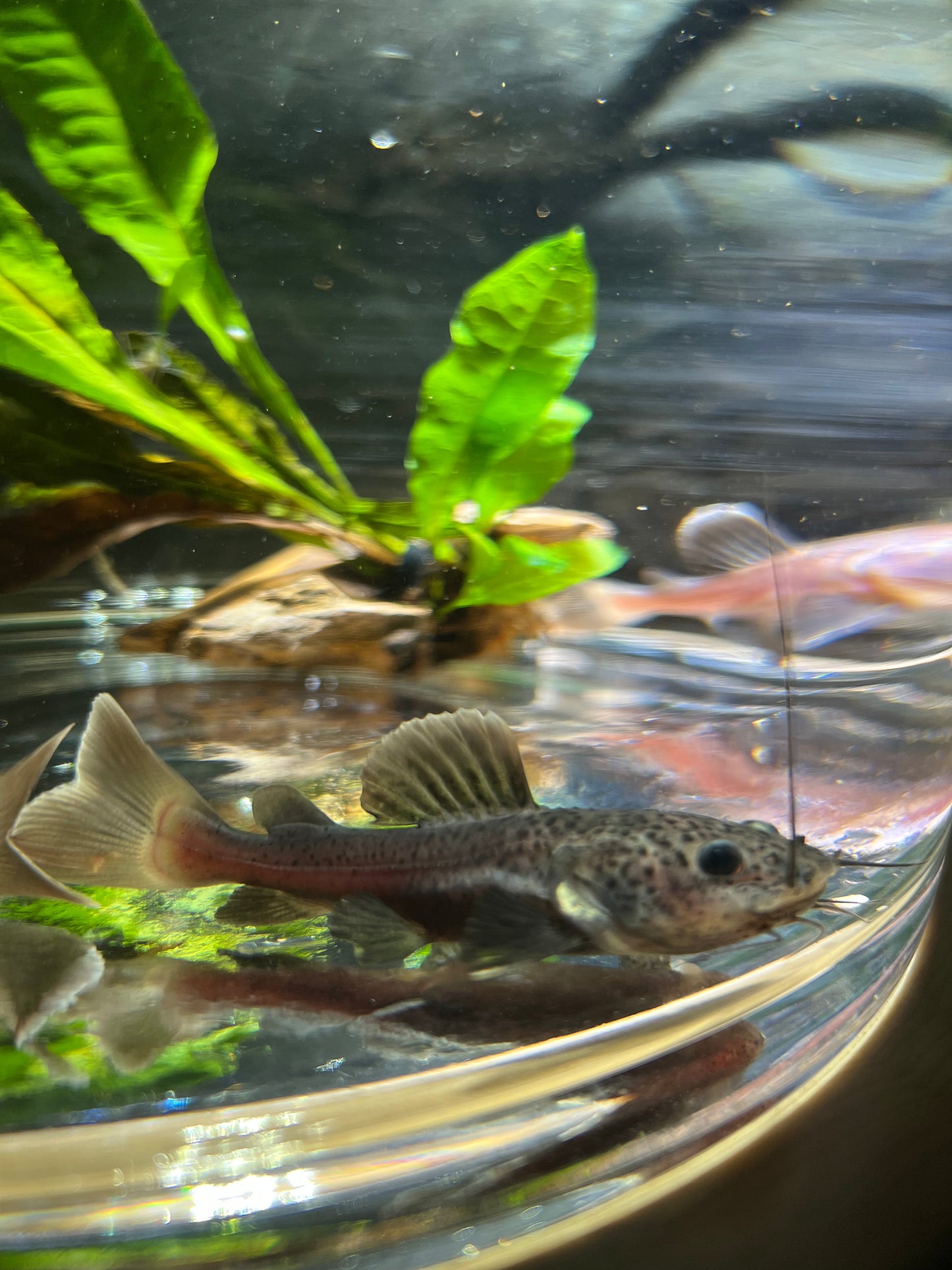 Melanistic Black Panda Redtail Catfish (Phractocephalus hemioliopterus)