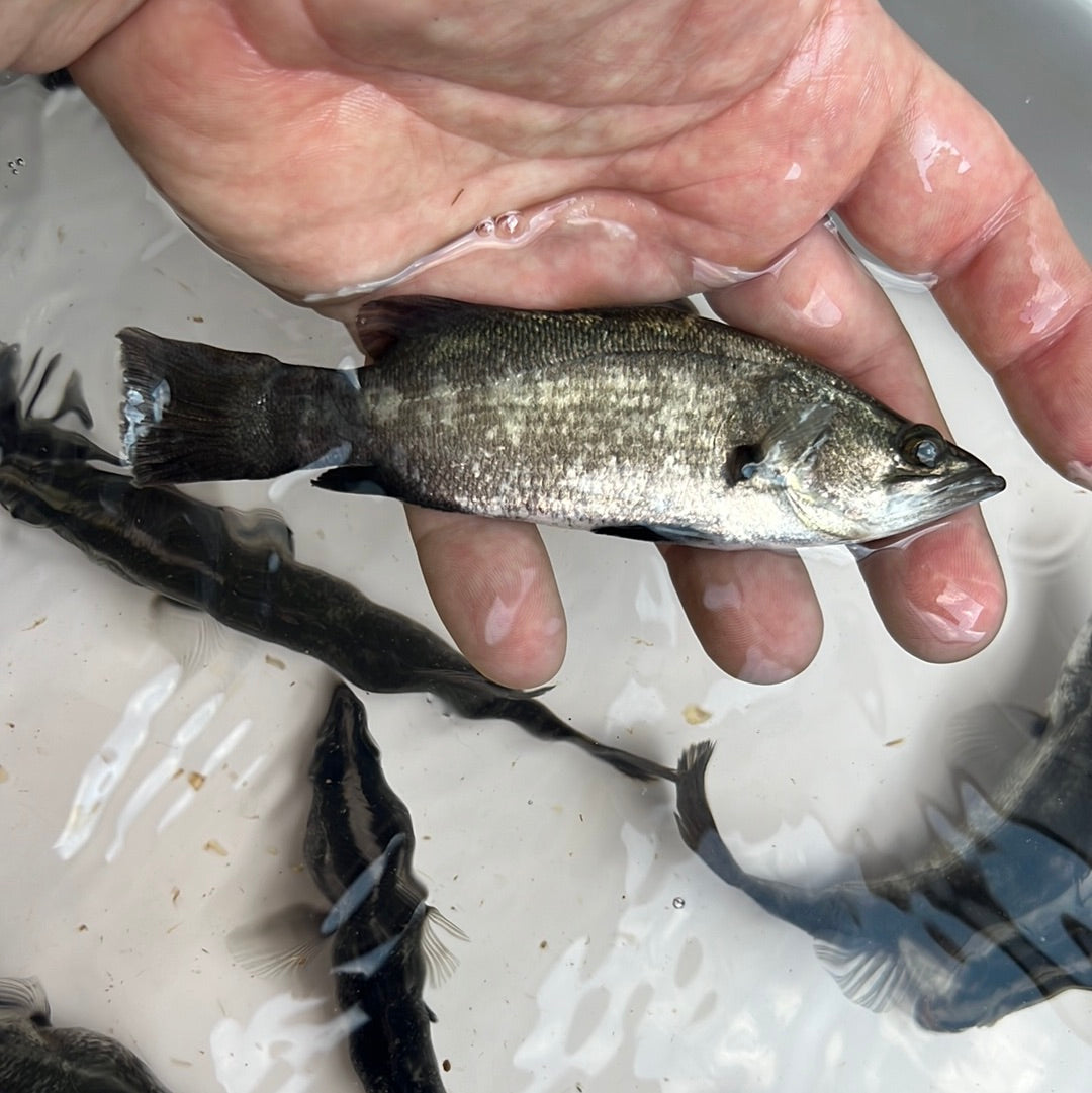 Barramundi (Lates calcarifer)