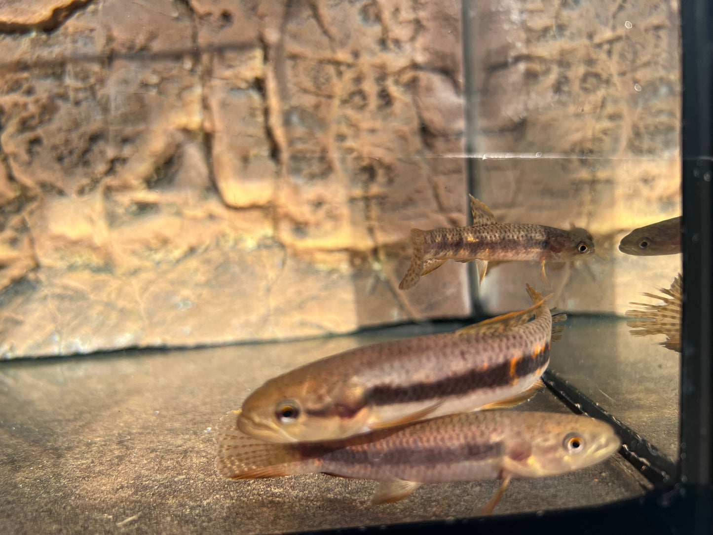 Red Rainbow Wolf Fish (Erythrinus erythrinus)