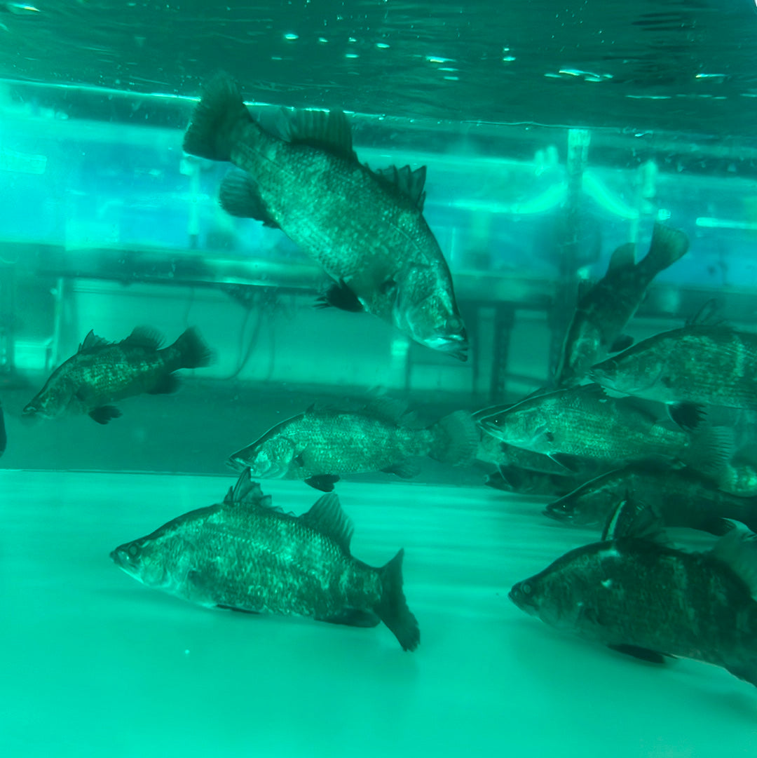 Barramundi (Lates calcarifer)