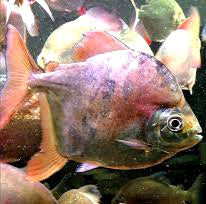 Sailfin Red Hook Silver Dollar (Myleus setiger)