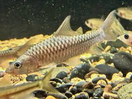Red-tailed Golden Mahseer (Tor yingjiangensis)