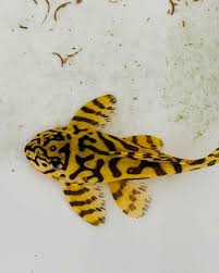 L236 Super Yellow Pleco (Hypancistrus sp)
