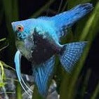 Smokey Blue Angelfish (Pterophyllum scalare sp)