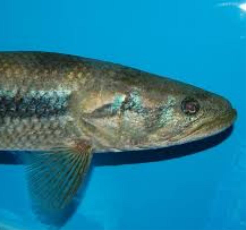 Blue / Green Wolf Fish (Hoplias lacerdae)