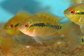 Rainbow Cichlid (Herotilapia multispinosa)