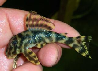 L140 Clown Pleco (Peckoltia sp)