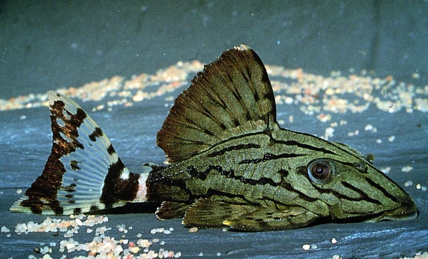 L191 Broken Line Royal Pleco (Panaque nigrolineatus)