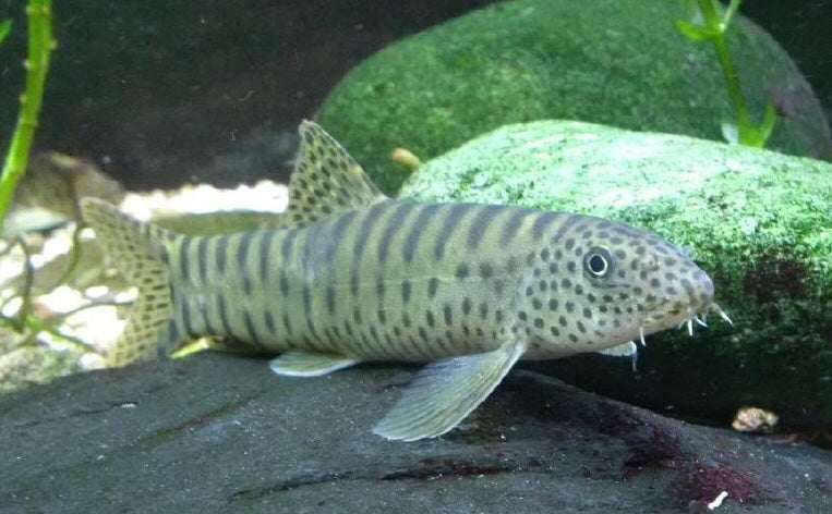 Point Face Golden Loach (Parabotia kiangsiensis)