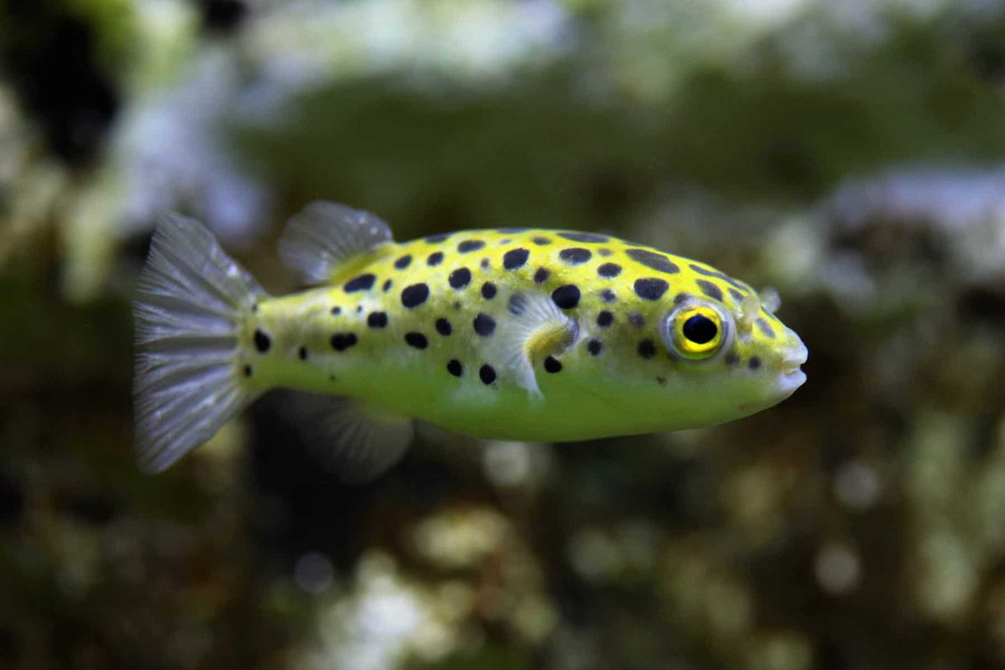 Leopard Puffer Fish (Dichotomyctere nigroviridis)
