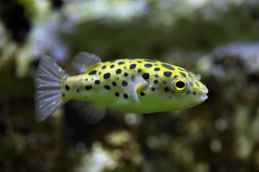 Leopard Puffer Fish (Dichotomyctere nigroviridis)