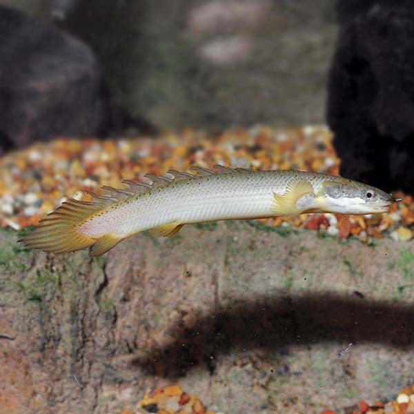 Longfin Senegal Bichir (Polypterus senegalus)