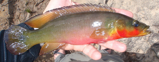 Red Throat Pike Cichlid (Crenicichla lugubris Jutai)
