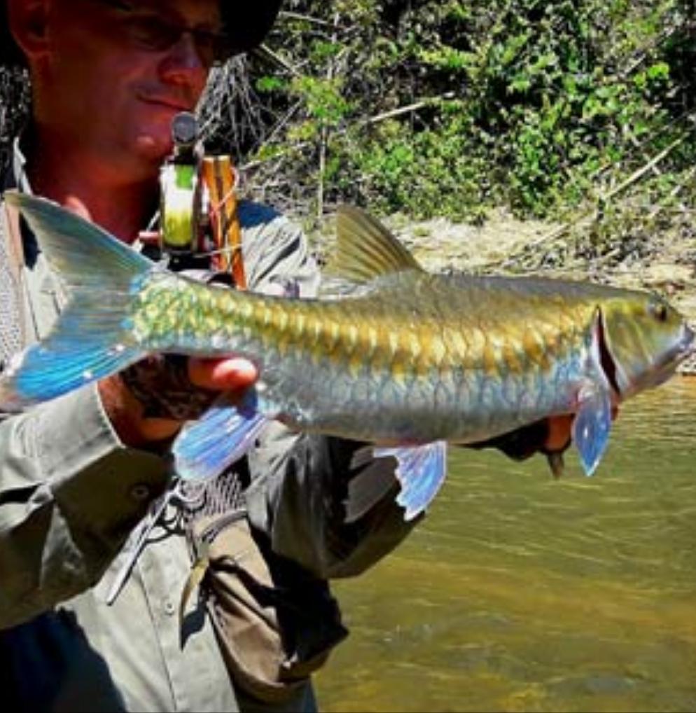 Thai Blue Mahseer (Neolissochilus stracheyi)