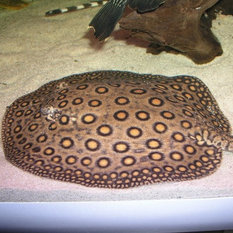 Marbled Motoro Stingray (Potamotrygon motoro)