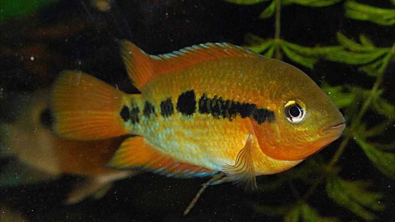 Rainbow Cichlid (Herotilapia multispinosa)