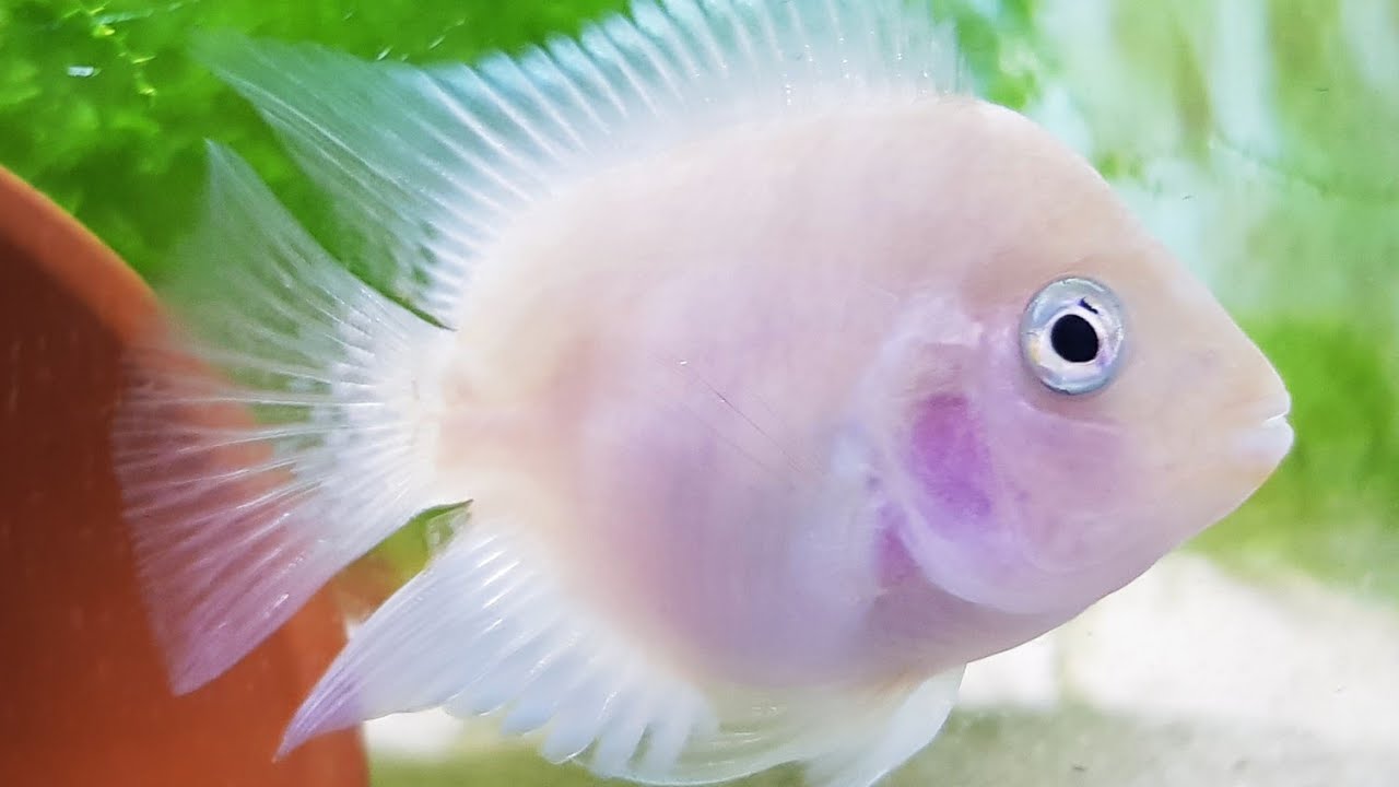 Snow White Convict Parrot Cichlid (Amatitlania nigrofasciata sp)