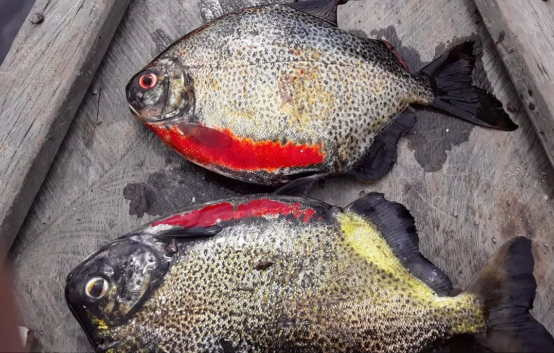 Reticulated Red Belly Silver Dollar (Myleus sp)