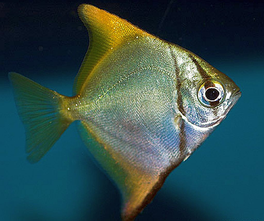 Mono Argentus (Monodactylus argenteus)