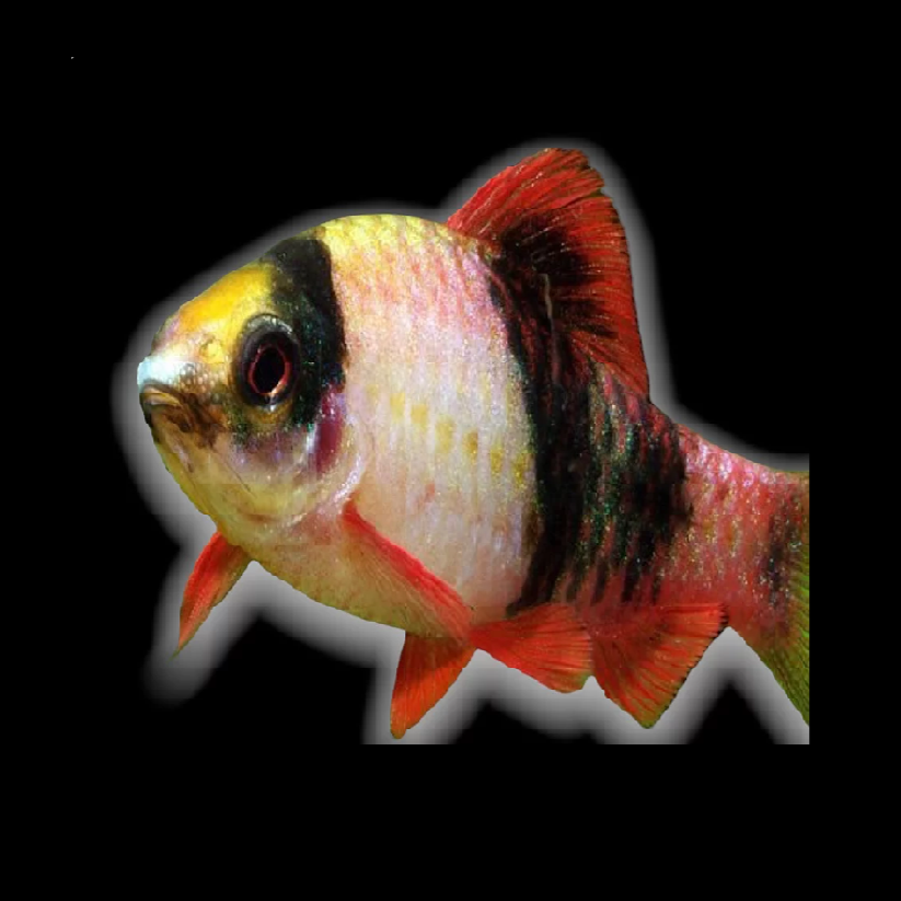 Red Panda Barb (Haludaria fasciata)