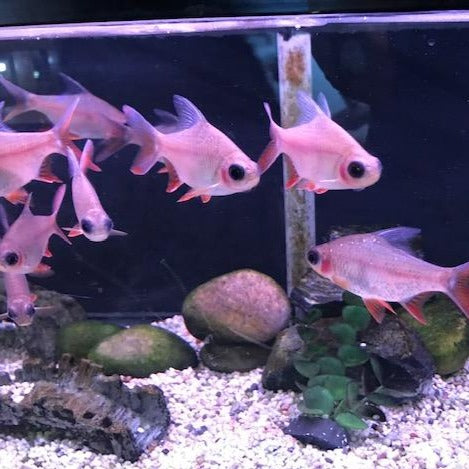 Panda Tinfoil Barb (Barbonymus schwanenfeldii)