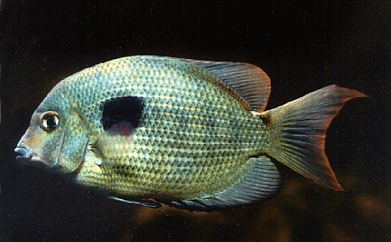 Spotted Damba Cichlid (Paretroplus maculatus)