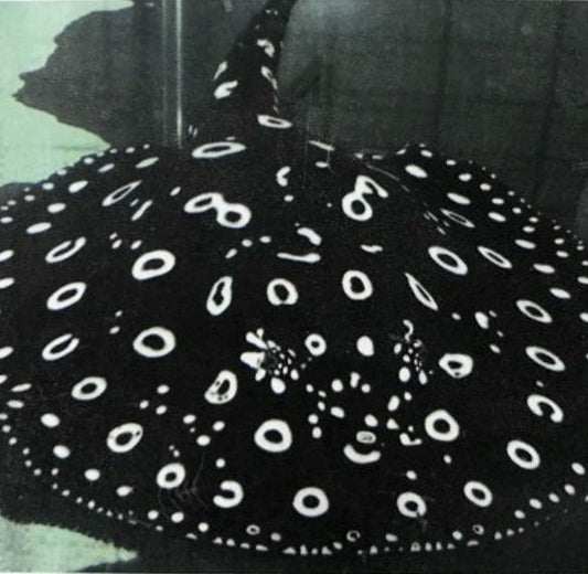 Eclipse Black Diamond Stingray (Potamotrygon leopoldi)