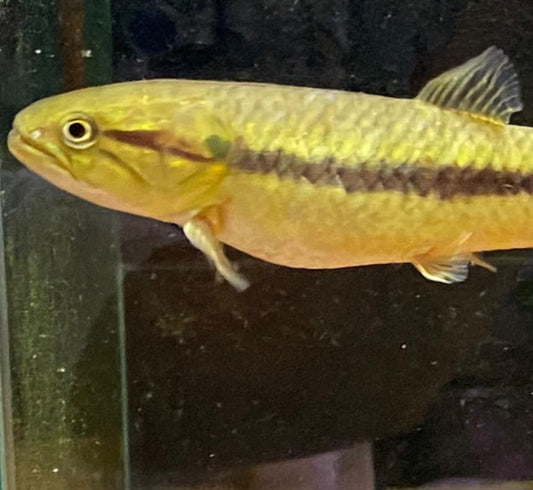 Gold Wolf Fish (Hopletyrhrinus Unitaeniatus)