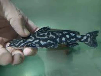 Jewel Spotted Catfish (Wertheimeria maculata)