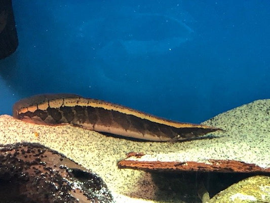Borneo Python Eel (Mastacembelus circumcinctus)