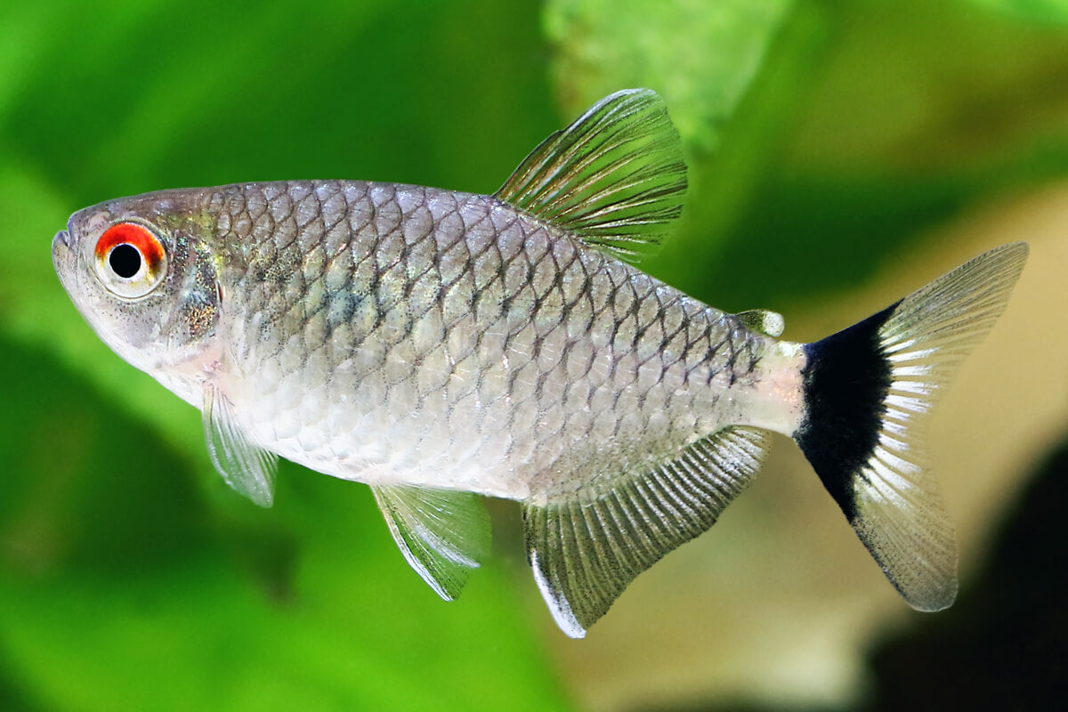 Red Eye Tetra (Moenkhausia sanctaefilomenae)