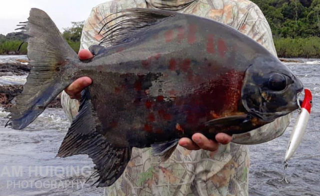 Red and Black Sailfin Pacu (Tometes siderocarajensis)