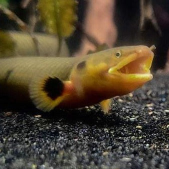 Rope Fish (Erpetoichthys calabaricus)