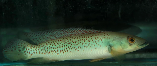 Rosemariae Pike Cichlid (Crenicichla rosemariae)