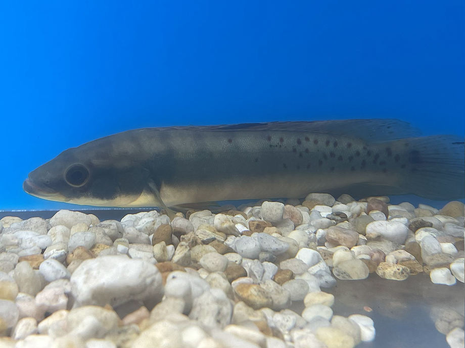 Rosemariae Pike Cichlid (Crenicichla rosemariae)