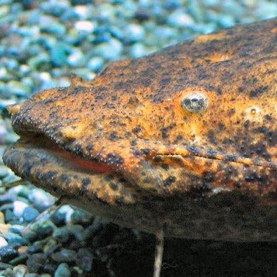 Oremon Rusty Jelly Catfish (Cephalosilurus fowleri)