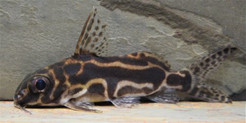 Roberts Squeaker Catfish (Synodontis robertsi)