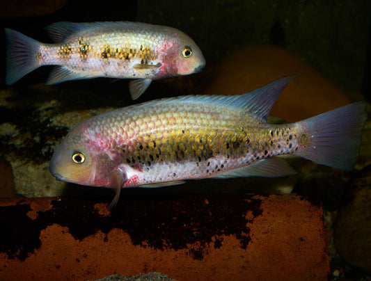 Sarabia Cichlid (Paraneetroplus bulleri)
