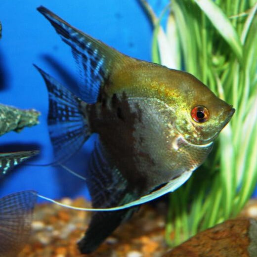 Smokey Blue Angelfish (Pterophyllum scalare sp)