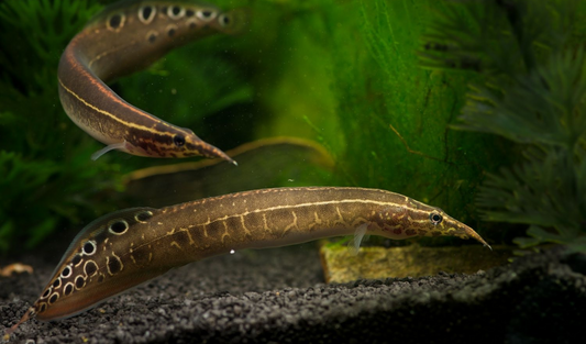 Lesser Spiny Eel (Macrognathus aculeatus)