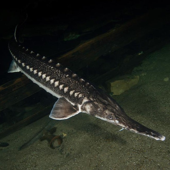 Starry Sturgeon (Acipenser stellatus)